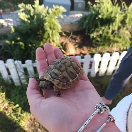 Mariosa 2 Lejlighed Vrbnik (Primorje-Gorski Kotar)