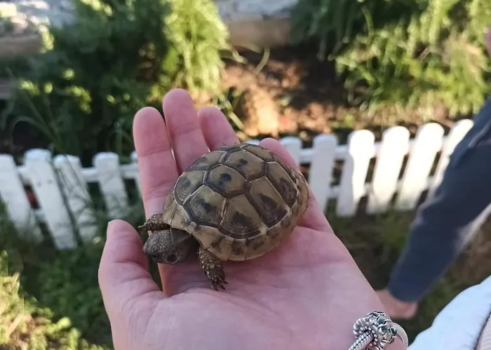 Mariosa 2 公寓 瓦比尼科